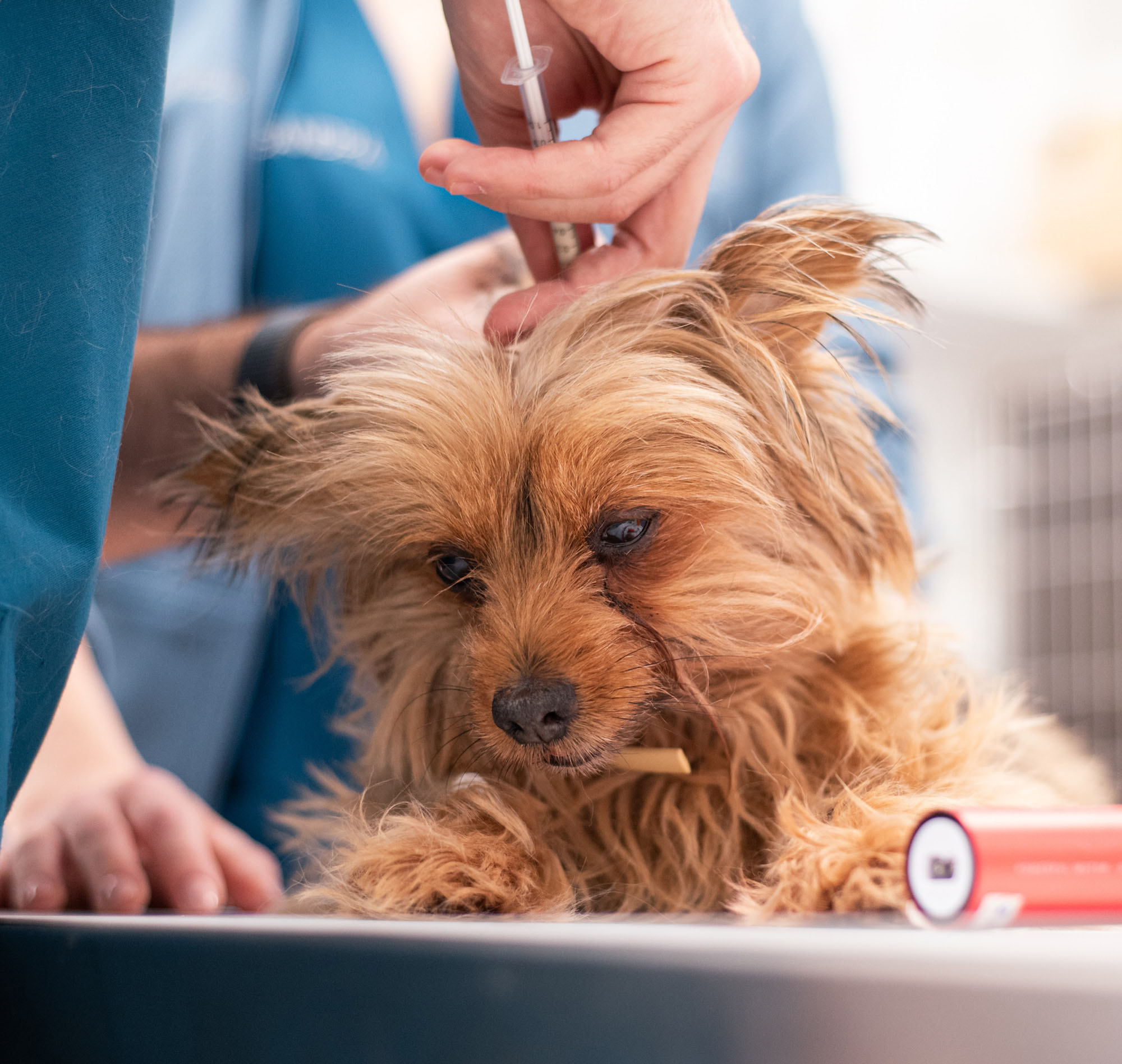 Medicina_Interna_Veterinaria_Valencia__0001_mov