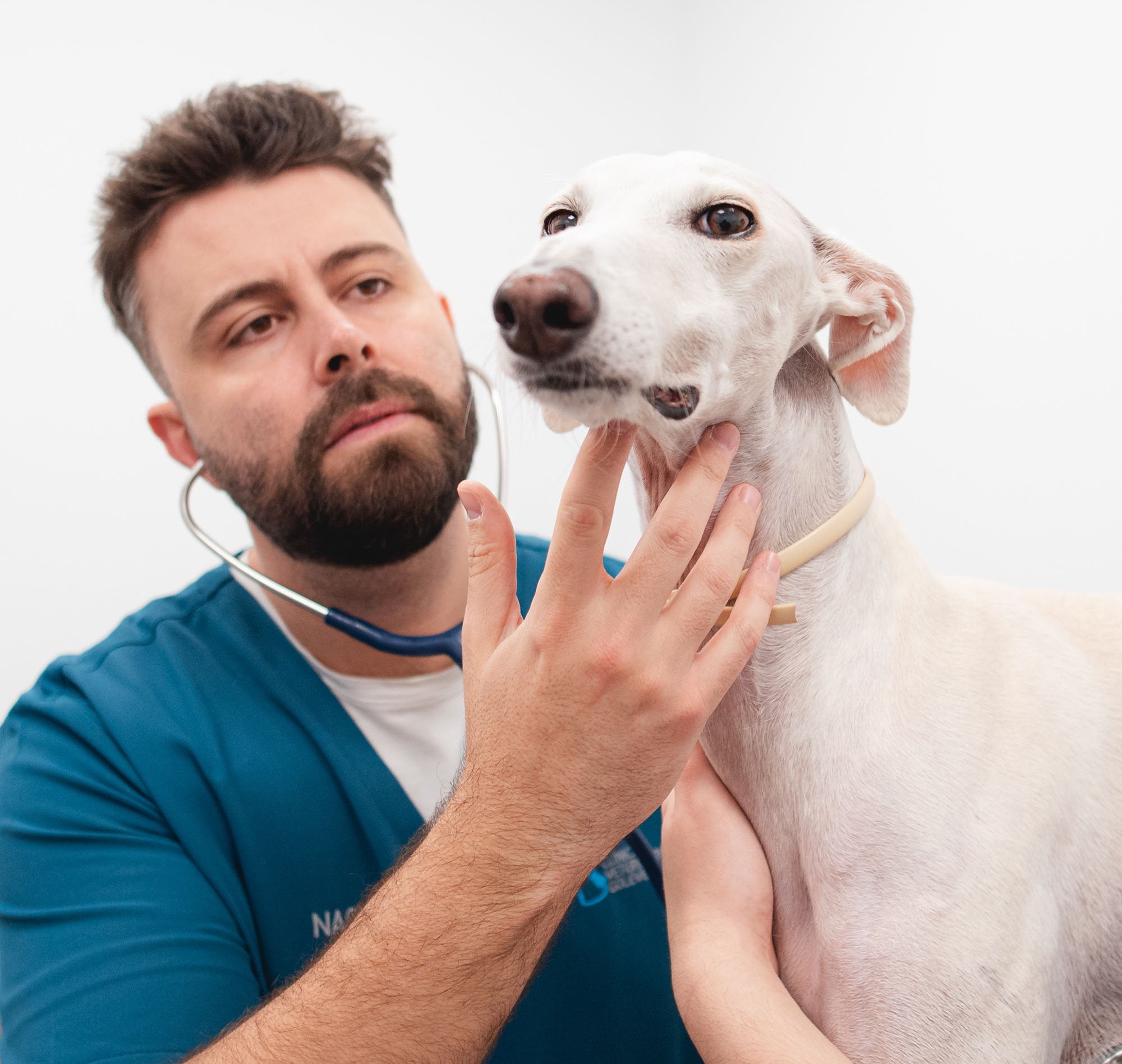 Medicina_Interna_Veterinaria_Valencia__0002_mov