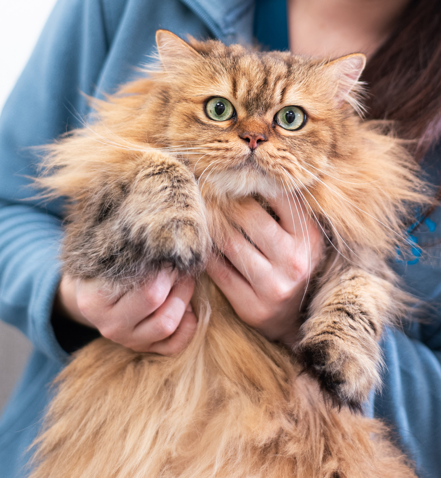 Medicina_felina_valencia_001