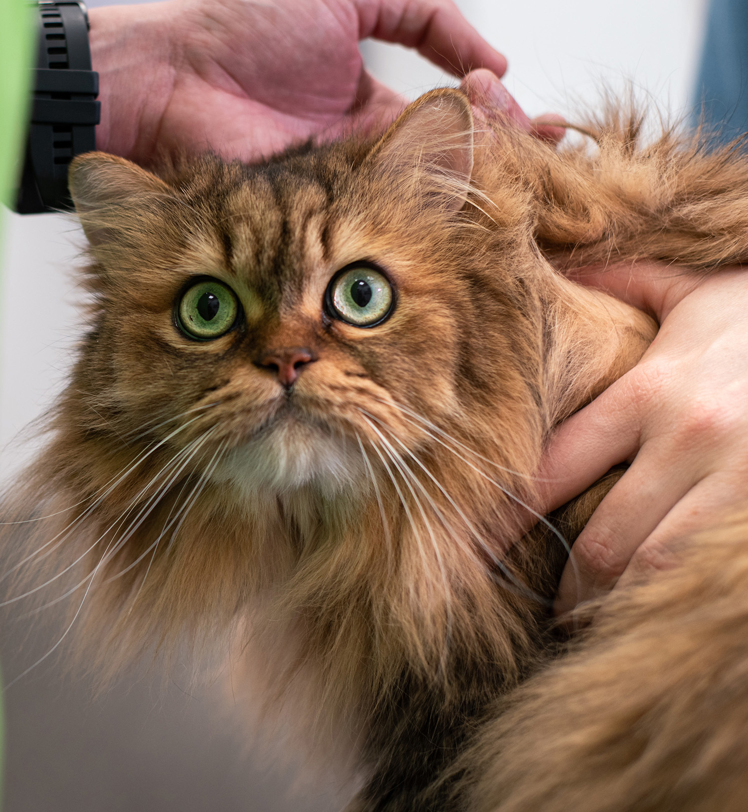 Medicina_felina_valencia_003