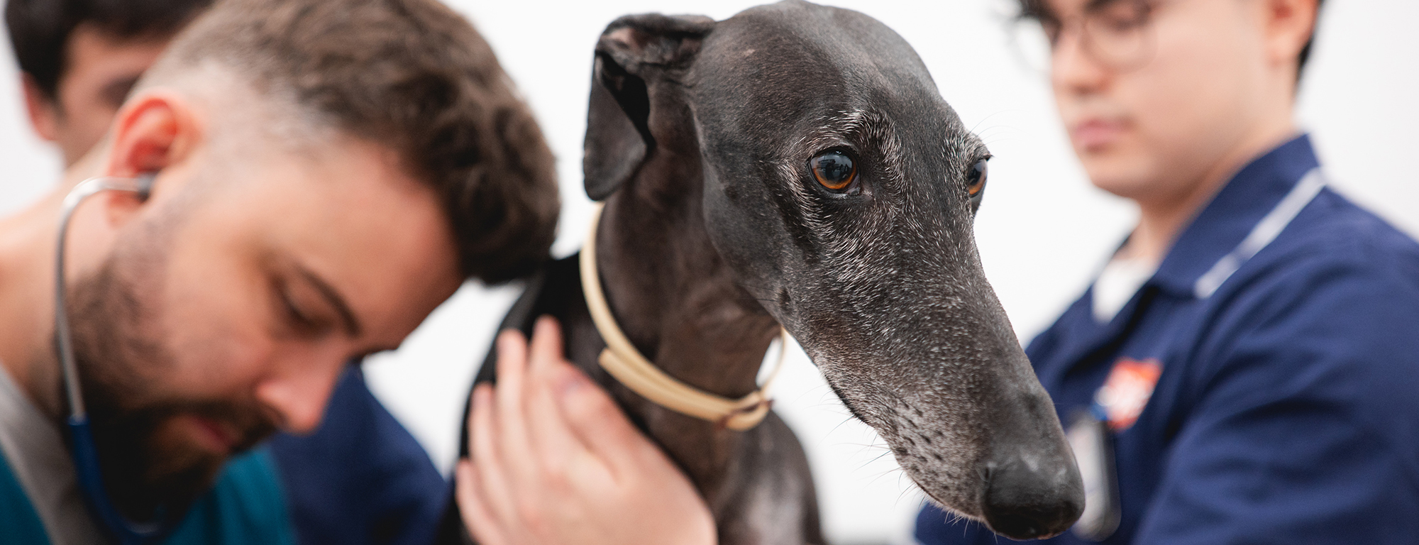 clínica_veterinaria_medicina_interna_001