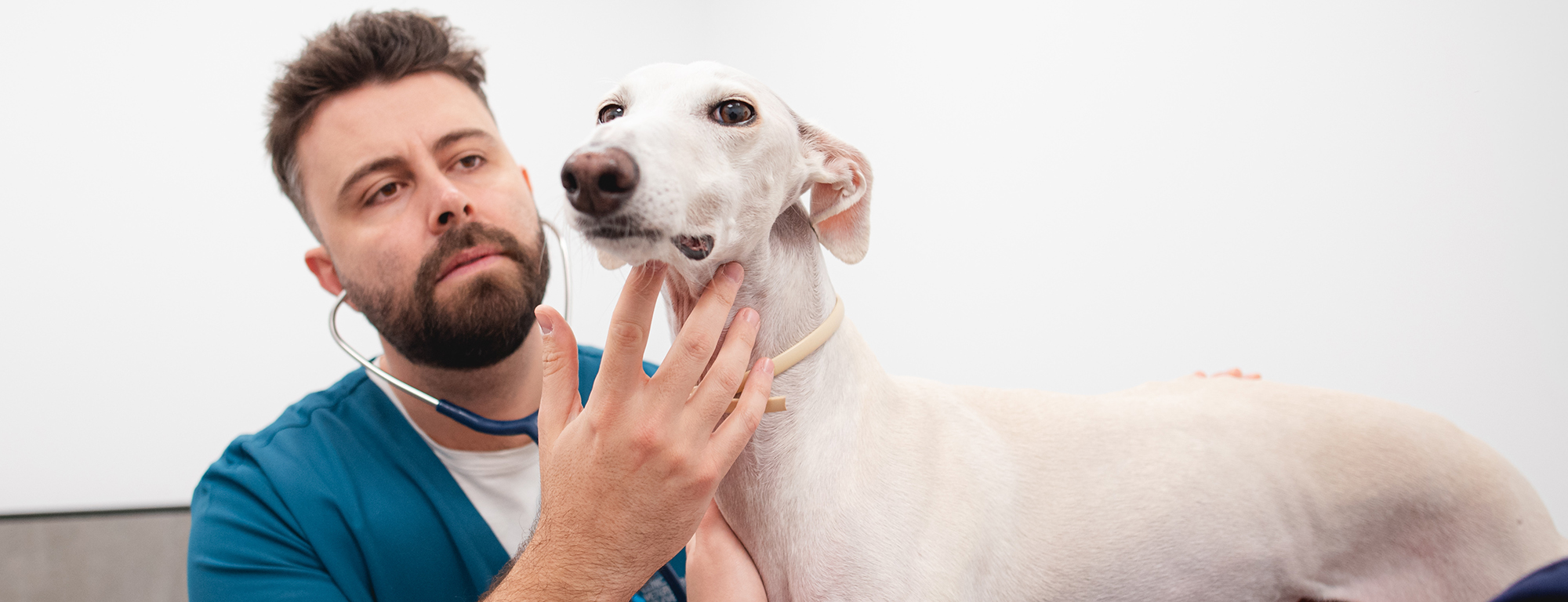 clínica_veterinaria_medicina_interna_002