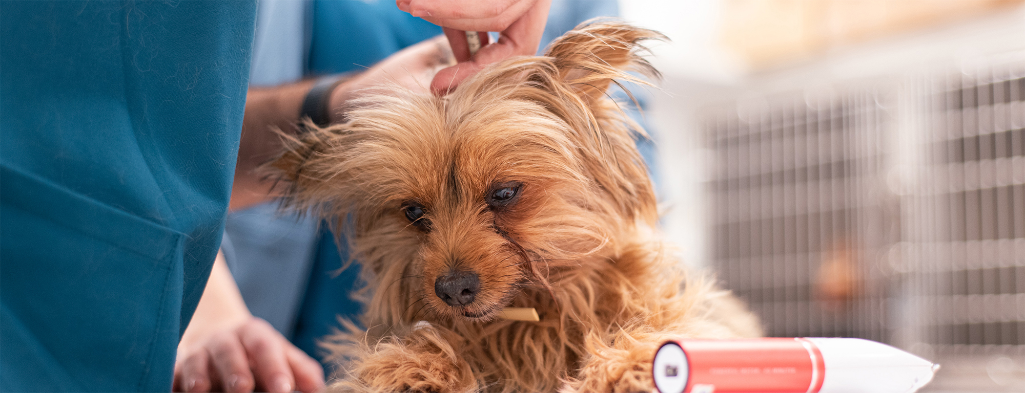 clínica_veterinaria_medicina_interna_003