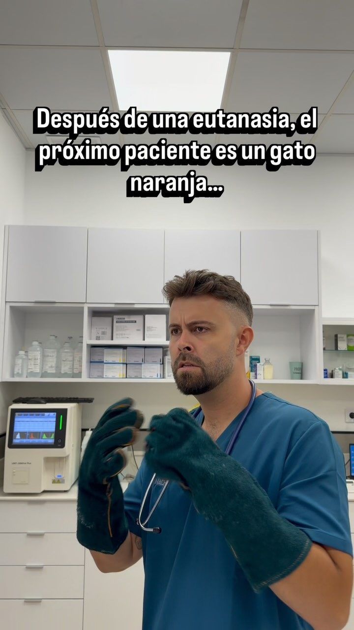 Instagram post from clinicaveterinariagolevet. This post is in position 6.