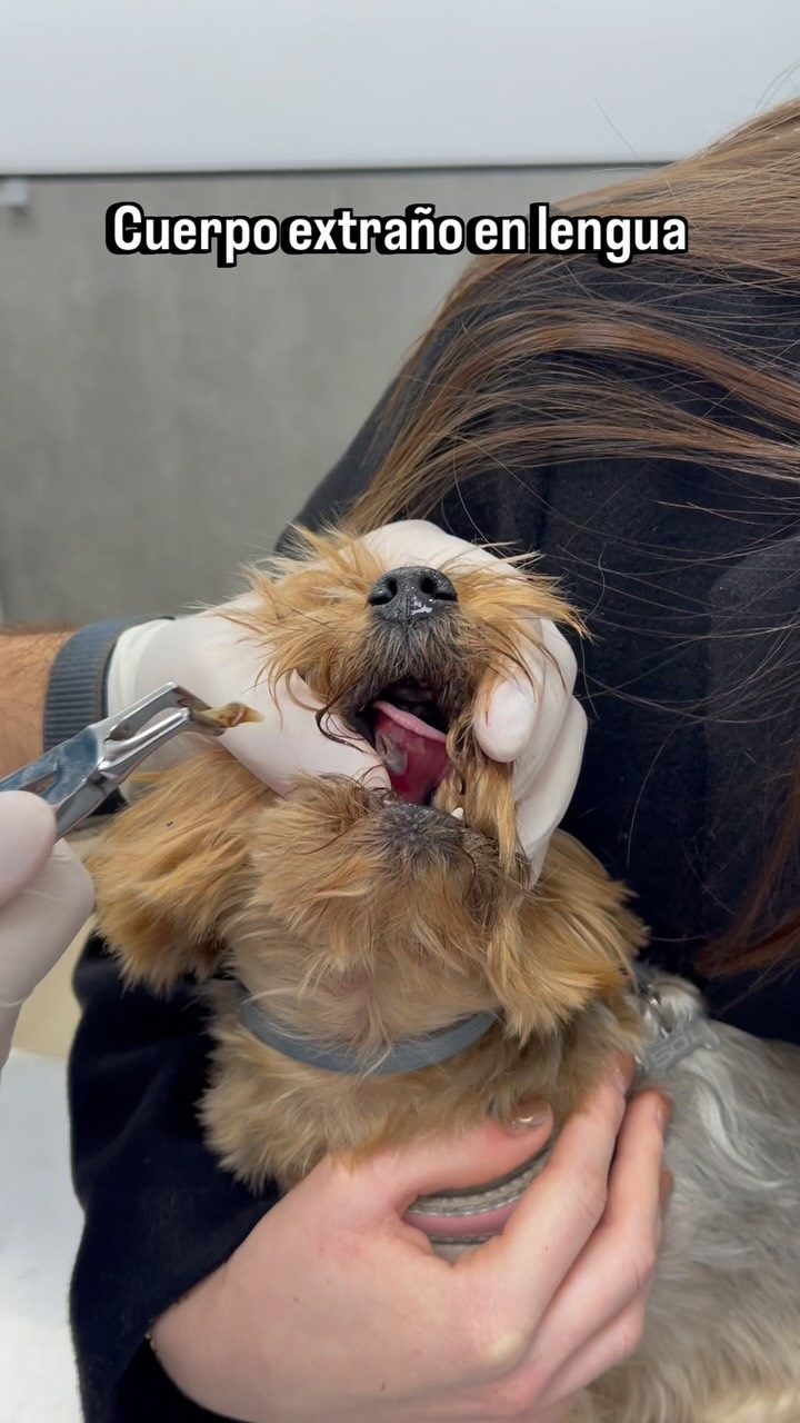 Instagram post from clinicaveterinariagolevet. This post is in position 1.