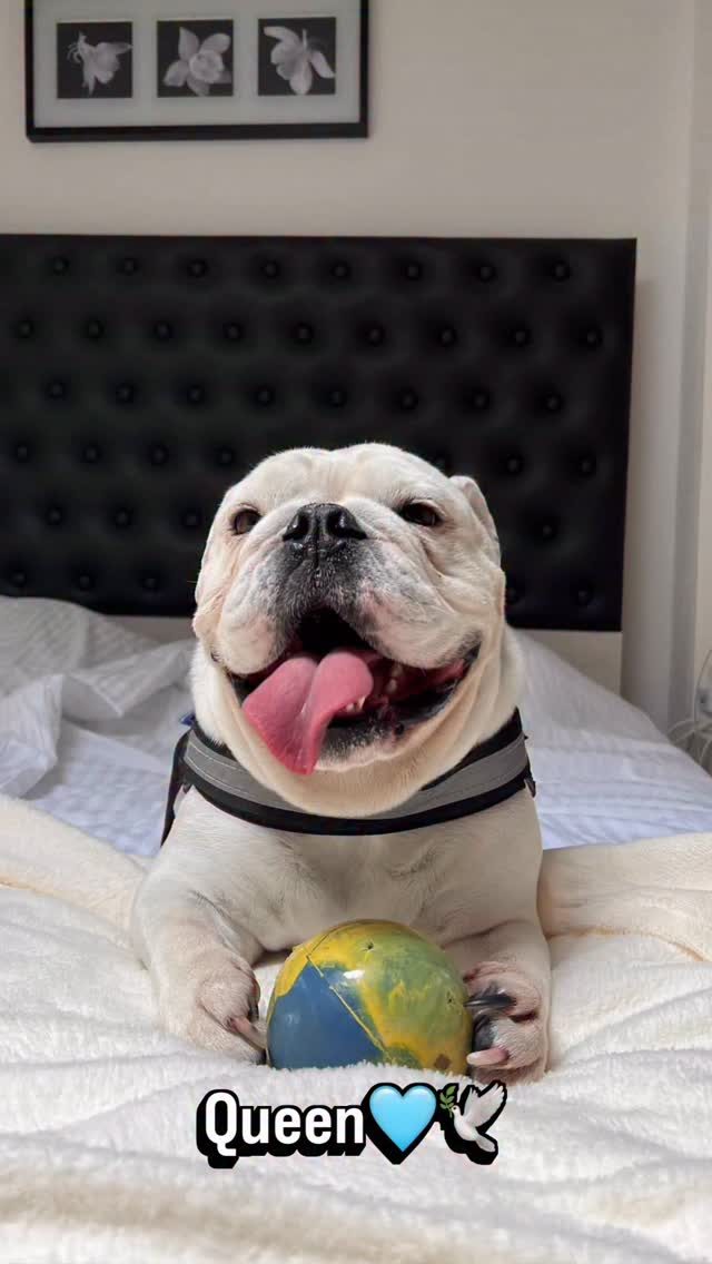 Instagram post from clinicaveterinariagolevet. This post is in position 4.