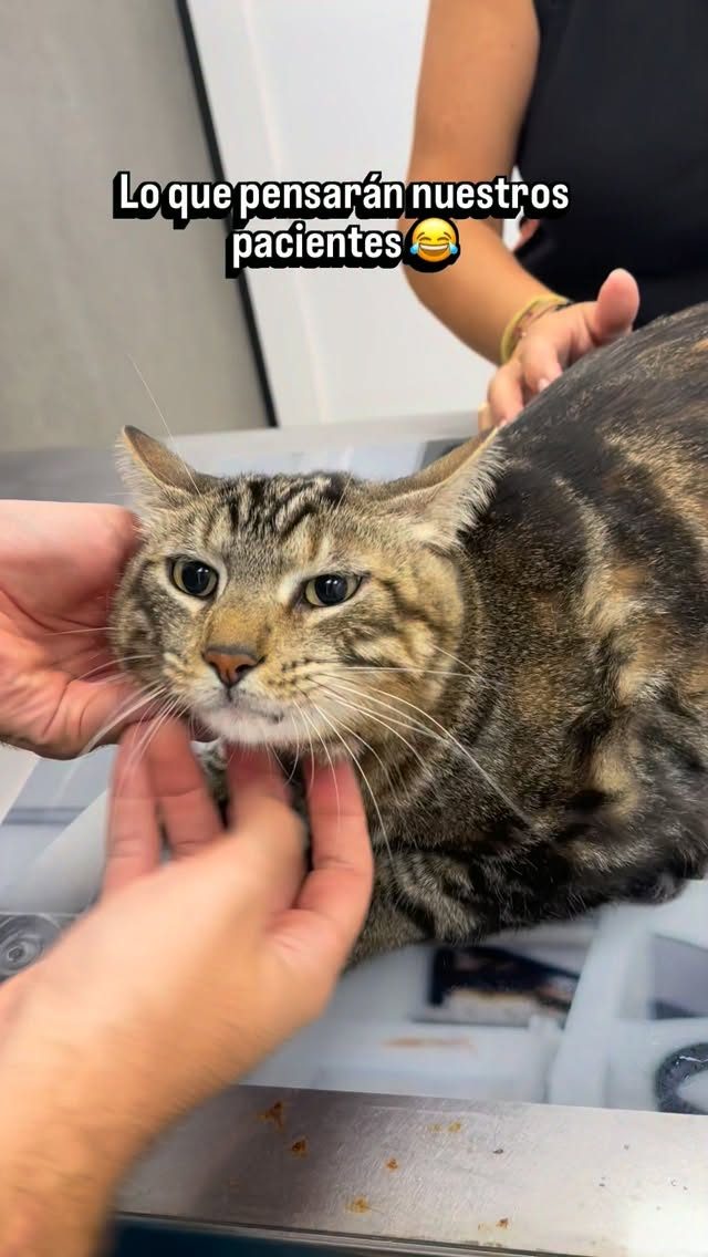 Instagram post from clinicaveterinariagolevet. This post is in position 3.