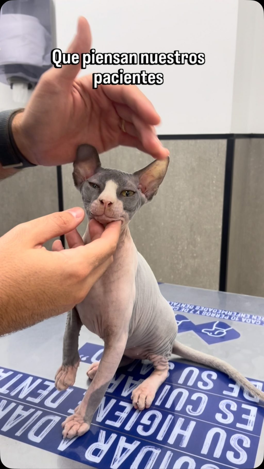 Instagram post from clinicaveterinariagolevet. This post is in position 1.