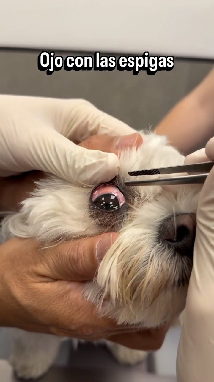 Instagram post from clinicaveterinariagolevet. This post is in position 2.