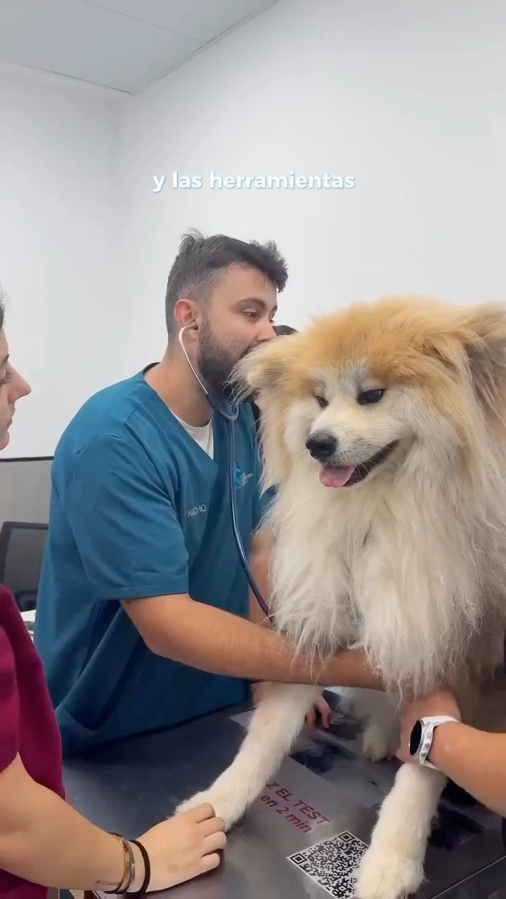 Instagram post from clinicaveterinariagolevet. This post is in position 6.