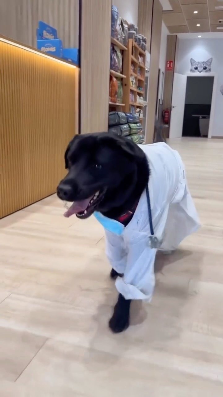 Instagram post from clinicaveterinariagolevet. This post is in position 4.