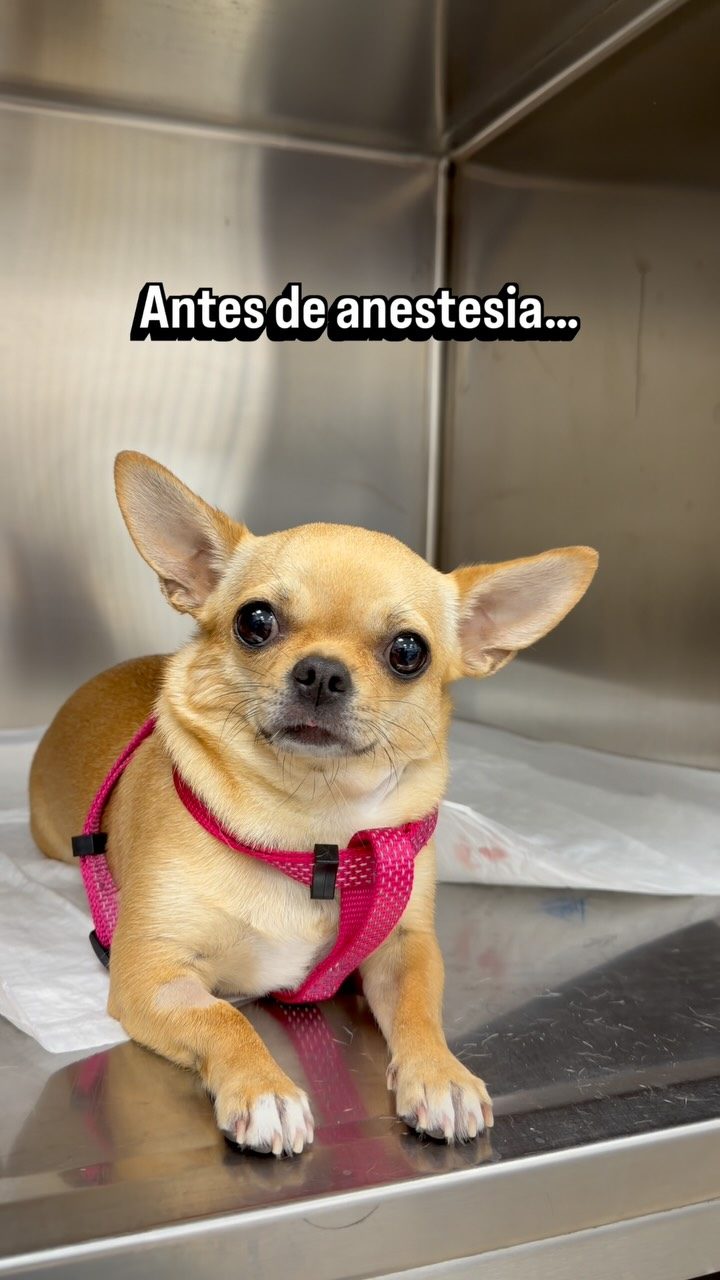 Instagram post from clinicaveterinariagolevet. This post is in position 7.