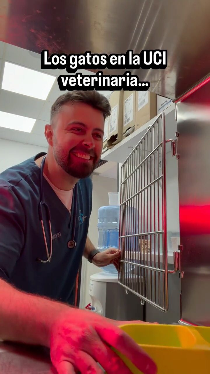 Instagram post from clinicaveterinariagolevet. This post is in position 3.