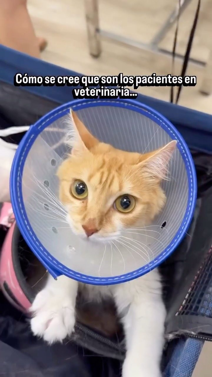 Instagram post from clinicaveterinariagolevet. This post is in position 8.