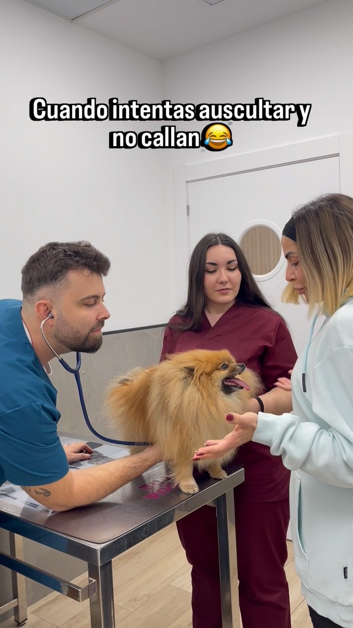 Instagram post from clinicaveterinariagolevet. This post is in position 2.